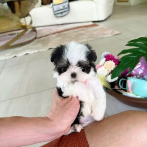 Pixie(Male)