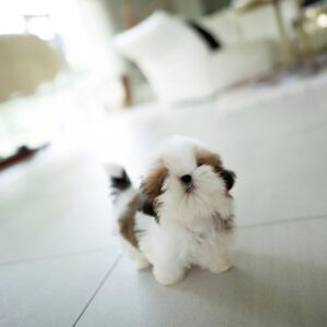 Benji(Female)