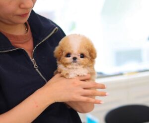 teacup puppies for sale